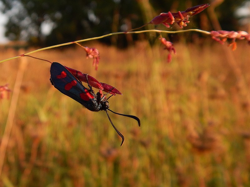 Zygaena filipendulae?